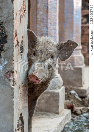 Pig peeping out from behind wall 132063755