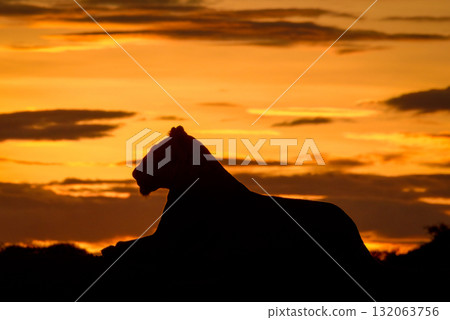 Silhouette of lioness in profile at sunrise 132063756