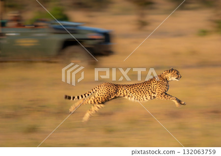 Slow pan of cheetah racing beside truck 132063759