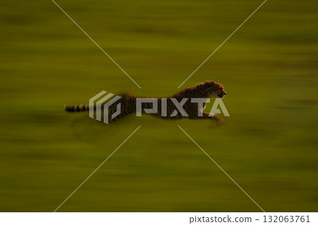 Slow pan of female cheetah racing past Slow pan of female cheetah racing past 132063761