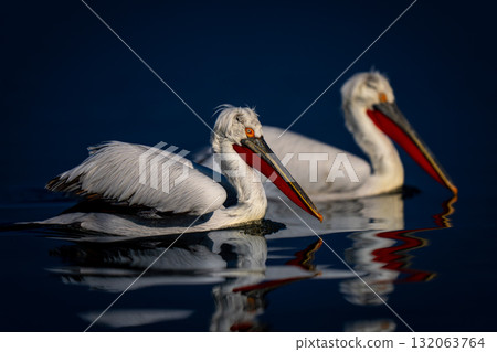 Two Dalmatian pelicans swim side-by-side across lake 132063764