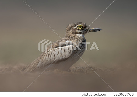 Water thick-knee nestles on dusty Chobe floodplain Water thick-knee nestles on dusty Chobe floodplain 132063766