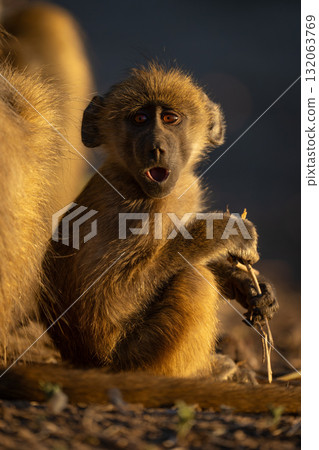 Young chacma baboon sits yawning with catchlights 132063769