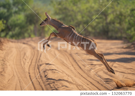 Young greater kudu jumps over sandy track 132063770
