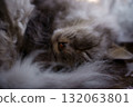 Norwegian Forest Cat 132063801
