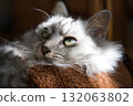 Norwegian Forest Cat 132063802