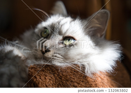 Norwegian Forest Cat 132063802