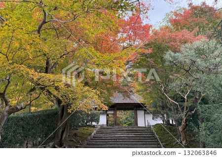 京都市左京區鹿谷安樂寺的紅葉 132063846