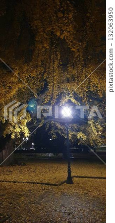 Street lamp glowing under a yellow ginkgo tree in the evening, mobile photo. Warm autumn atmosphere perfect for illustrating fall season, city mood, nostalgia, and tranquil urban nature. Street lamp glowing under a yellow ginkgo tree in the evening, mobile photo. Warm autumn atmosphere perfect for illustrating fall season, city mood, nostalgia, and tranquil urban nature. 132063950