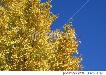 Color of autumn leaves 132064165