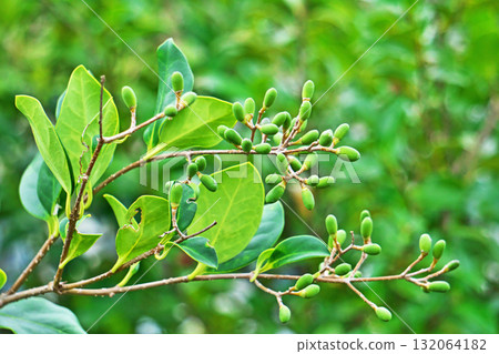 Green, thin figs of the Japanese yew tree (autumn, October) Green, thin figs of the Japanese yew tree (autumn, October) 132064182