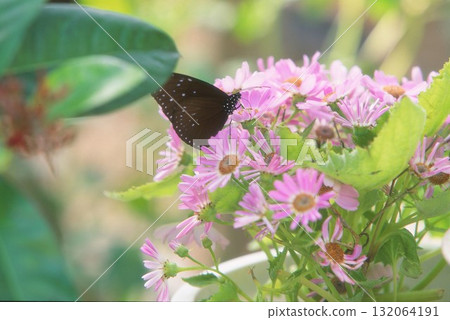 A photograph of a Malva butterfly and pink flowers taken with positive film A photograph of a Malva butterfly and pink flowers taken with positive film 132064191