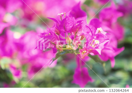 Bougainvillea photographed on positive film 132064264