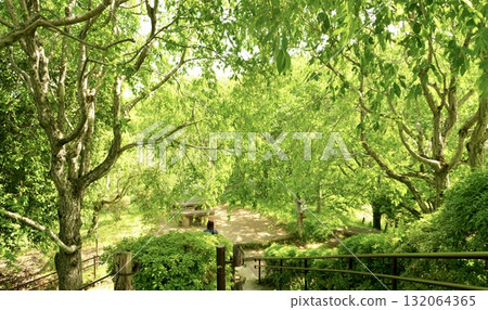 A green path bathed in sunlight filtering through the trees 132064365