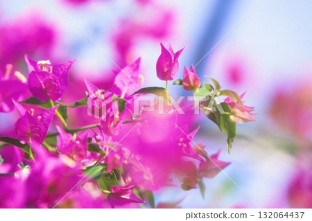 正片上拍攝的粉紅色九重葛 正片上拍攝的粉紅色九重葛 132064437