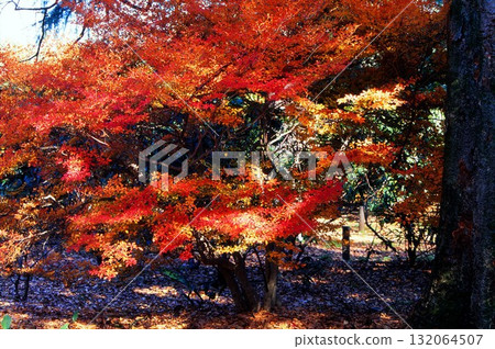 Autumn leaves photographed on positive film Autumn leaves photographed on positive film 132064507