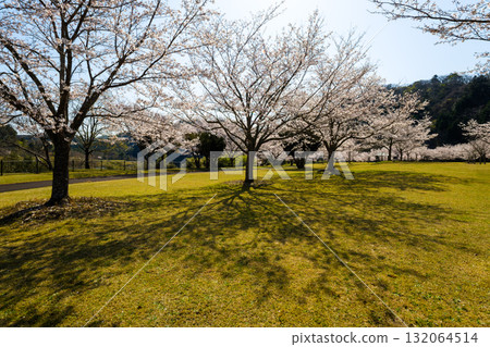 櫻花的風景 櫻花的風景 132064514