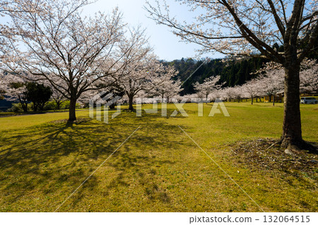 櫻花的風景 櫻花的風景 132064515
