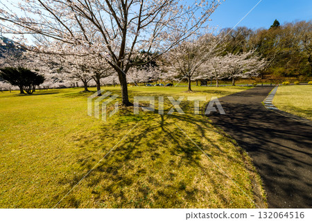 櫻花的風景 櫻花的風景 132064516