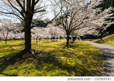 Scenery with cherry blossoms Scenery with cherry blossoms 132064541
