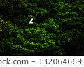Birds flying in the forest 132064669