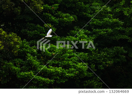 Birds flying in the forest 132064669