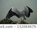 Flapping bird 132064670