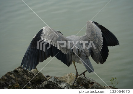 Flapping bird 132064670