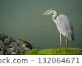 Bird watching 132064671