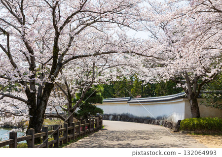 Spring in Himeji City, Hyogo Prefecture: World Heritage Site Himeji Castle and Cherry Blossoms Spring in Himeji City, Hyogo Prefecture: World Heritage Site Himeji Castle and Cherry Blossoms 132064993