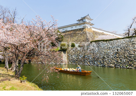 兵庫縣姬路市的春天：世界遺產姬路城和櫻花 132065007