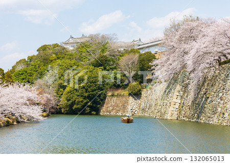 兵庫縣姬路市的春天:世界遺產姬路城和櫻花 兵庫縣姬路市的春天:世界遺產姬路城和櫻花 132065013