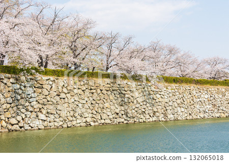 Spring in Himeji City, Hyogo Prefecture: World Heritage Site Himeji Castle and Cherry Blossoms 132065018