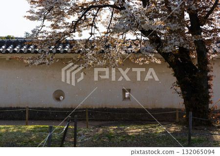 兵庫縣姬路市的春天:世界遺產姬路城和櫻花 兵庫縣姬路市的春天:世界遺產姬路城和櫻花 132065094