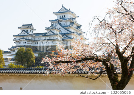 兵庫縣姬路市的春天:世界遺產姬路城和櫻花 兵庫縣姬路市的春天:世界遺產姬路城和櫻花 132065096