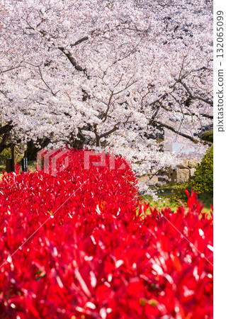 兵庫縣姬路市的春天：世界遺產姬路城和櫻花 132065099