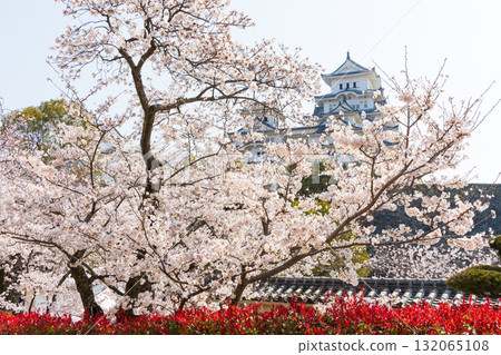 Spring in Himeji City, Hyogo Prefecture: World Heritage Site Himeji Castle and Cherry Blossoms Spring in Himeji City, Hyogo Prefecture: World Heritage Site Himeji Castle and Cherry Blossoms 132065108