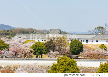 兵庫縣姬路市的春天：世界遺產姬路城和櫻花 132065115