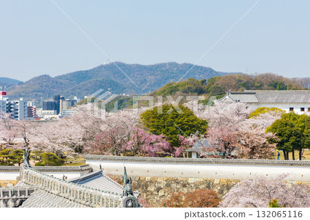兵庫縣姬路市的春天：世界遺產姬路城和櫻花 132065116