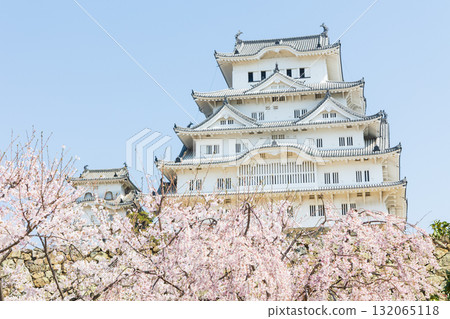 Spring in Himeji City, Hyogo Prefecture: World Heritage Site Himeji Castle and Cherry Blossoms 132065118