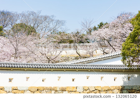 Spring in Himeji City, Hyogo Prefecture: World Heritage Site Himeji Castle and Cherry Blossoms Spring in Himeji City, Hyogo Prefecture: World Heritage Site Himeji Castle and Cherry Blossoms 132065120