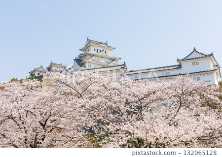 Spring in Himeji City, Hyogo Prefecture: World Heritage Site Himeji Castle and Cherry Blossoms 132065128