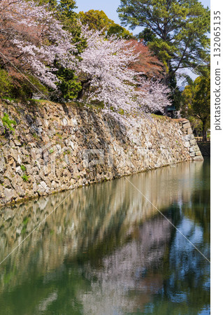 Spring in Himeji City, Hyogo Prefecture: World Heritage Site Himeji Castle and Cherry Blossoms 132065135