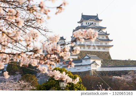 兵庫縣姬路市的春天：世界遺產姬路城和櫻花 132065163