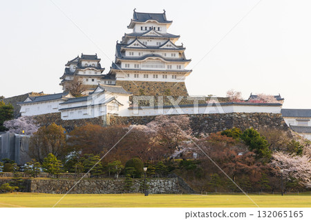 兵庫縣姬路市的春天：世界遺產姬路城和櫻花 132065165