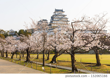 兵庫縣姬路市的春天：世界遺產姬路城和櫻花 132065166