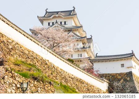 兵庫縣姬路市的春天：世界遺產姬路城和櫻花 132065185