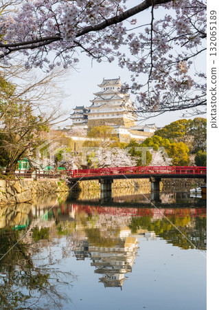 兵庫縣姬路市的春天：世界遺產姬路城和櫻花 132065189