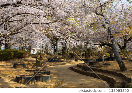 兵庫縣姬路市的春天:世界遺產姬路城和櫻花 兵庫縣姬路市的春天:世界遺產姬路城和櫻花 132065200