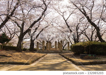 Spring in Himeji City, Hyogo Prefecture: World Heritage Site Himeji Castle and Cherry Blossoms 132065203